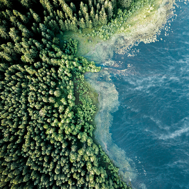 An aerial view of a lush forest meeting a tranquil body of water. Dense trees and greenery line the shore, creating a vibrant contrast against the blue water. The scene captures the beauty of nature, with the forest's edge gently sloping into the serene landscape.